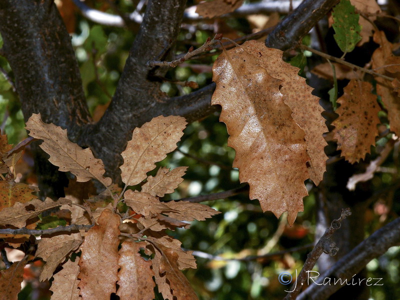 Quercus canariensis.07