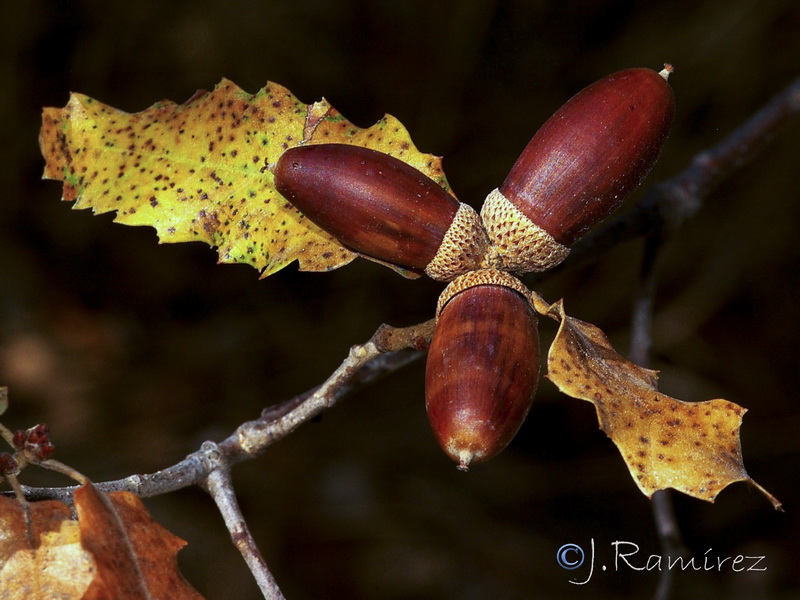 Quercus canariensis.08