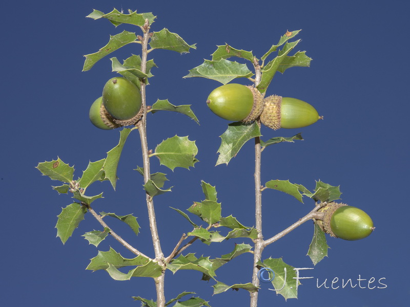 Quercus coccifera.10