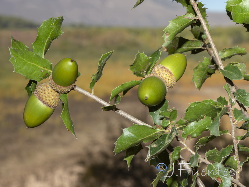 Quercus coccifera.11
