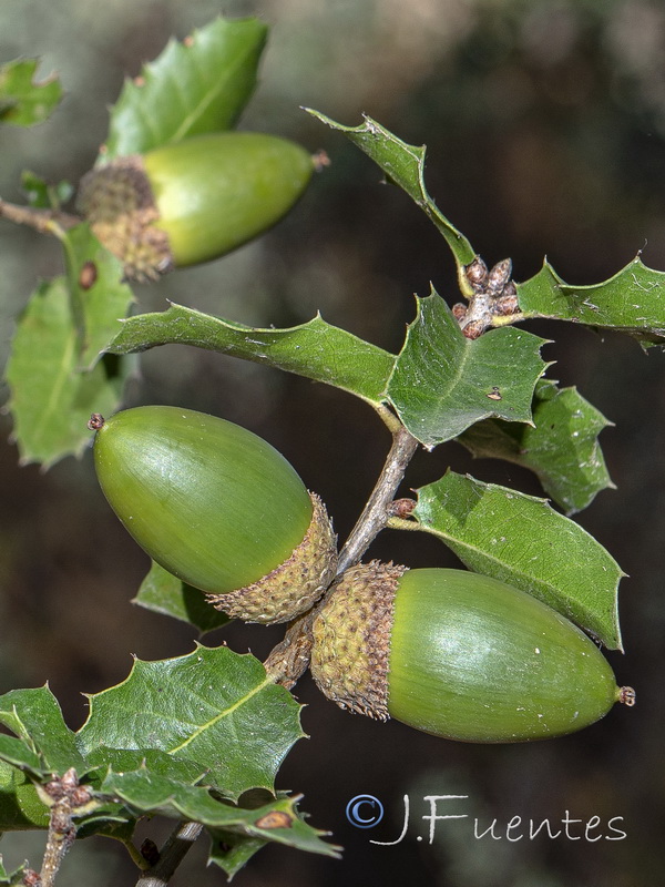 Quercus coccifera.13