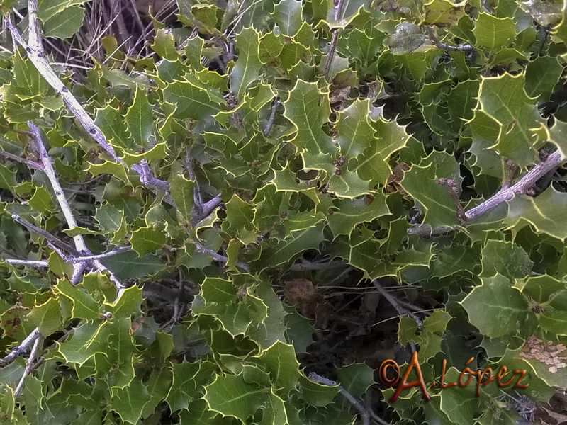 Quercus coccifera.15