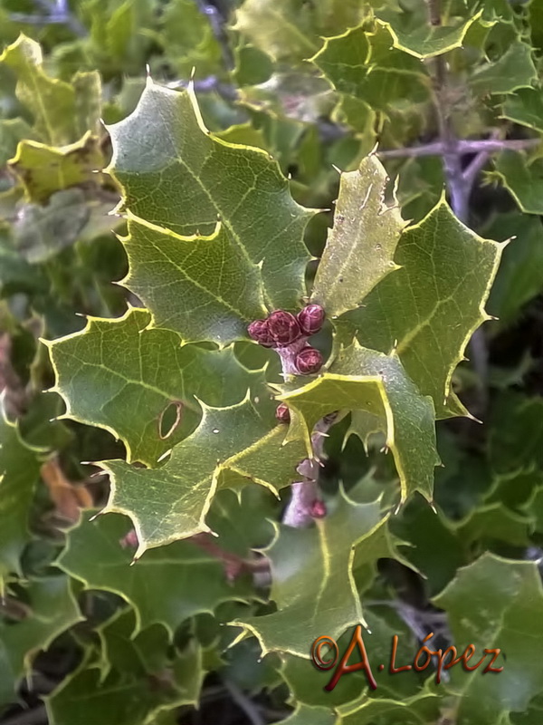 Quercus coccifera.17