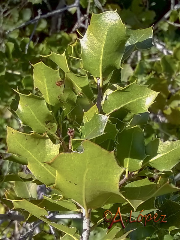 Quercus coccifera.19
