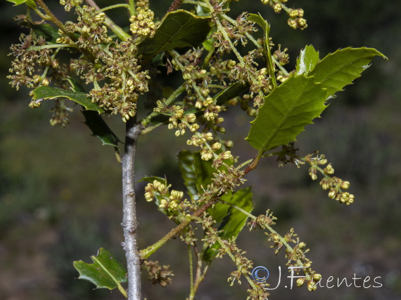 Quercus coccifera.21
