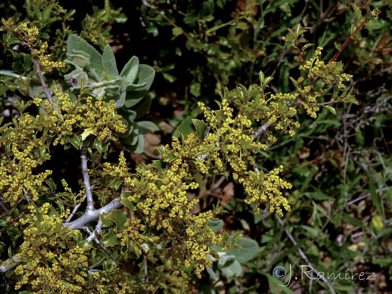 Quercus coccifera.14