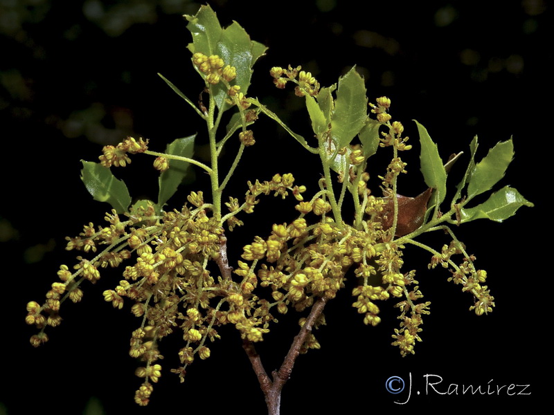 Quercus coccifera.24