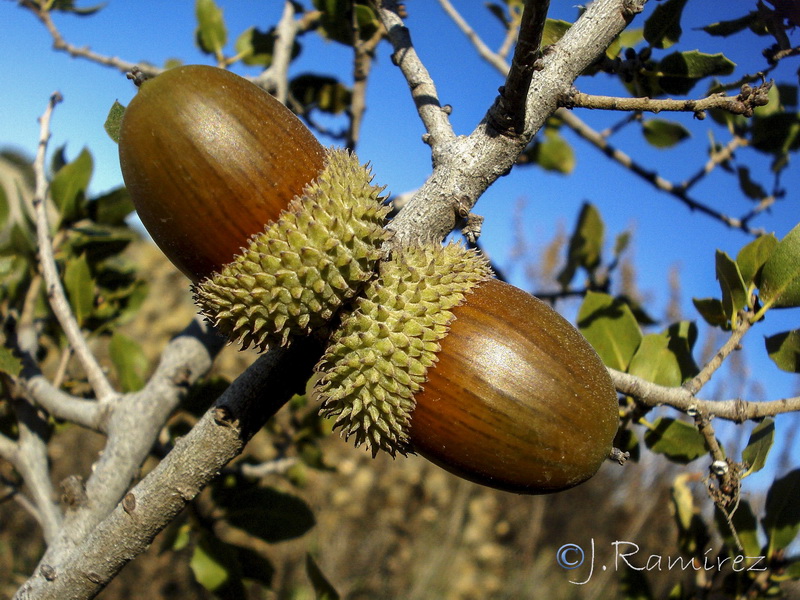 Quercus coccifera.25