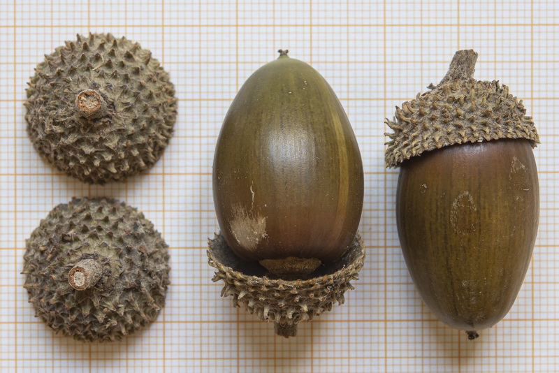 Quercus coccifera