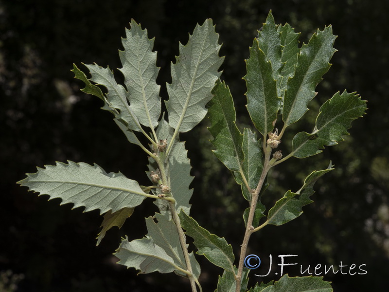 Quercus faginea alpestris.01