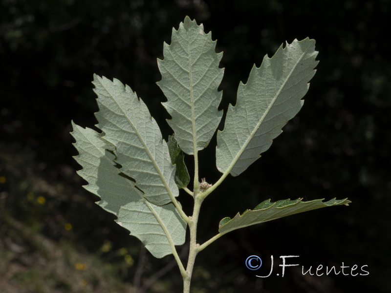 Quercus faginea alpestris.02