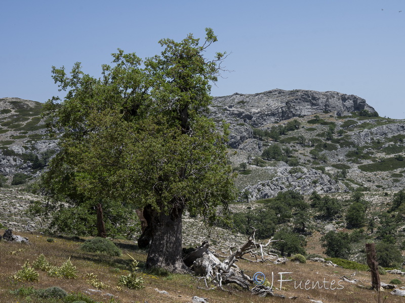 Quercus faginea alpestris.04