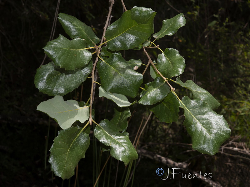 Quercus faginea broteroi.01