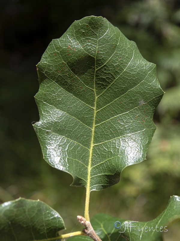 Quercus faginea broteroi.02