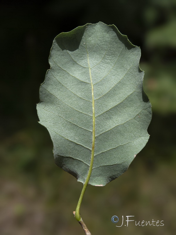 Quercus faginea broteroi.03