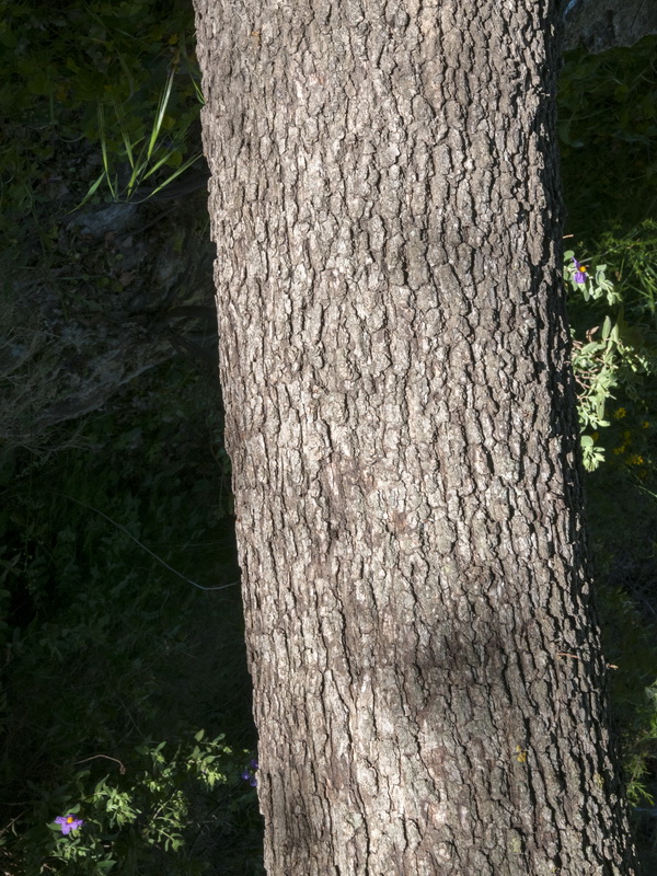 Quercus faginea faginea.02