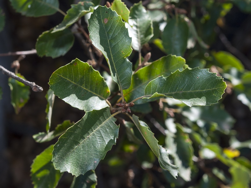 Quercus faginea faginea.08