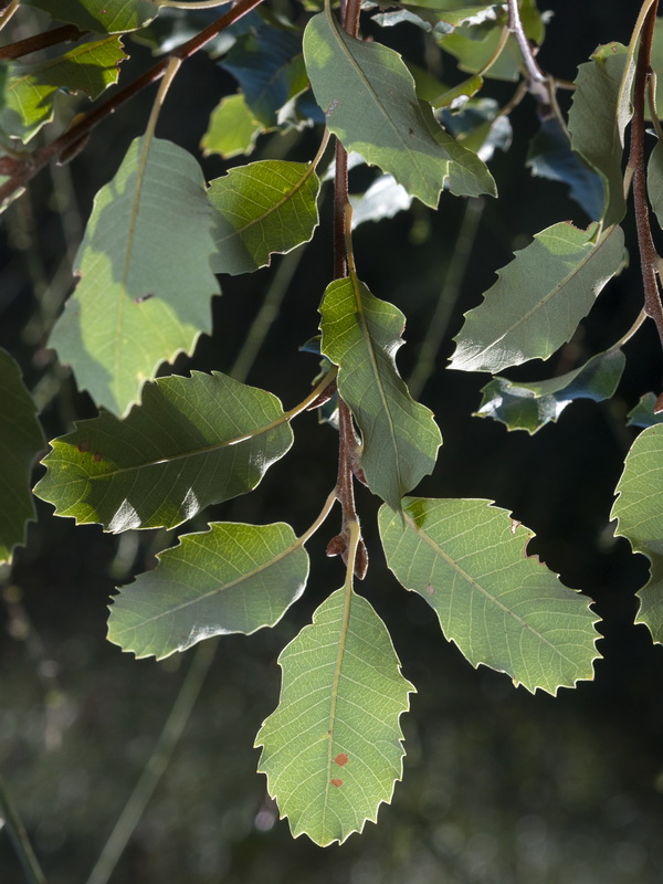 Quercus faginea faginea.10