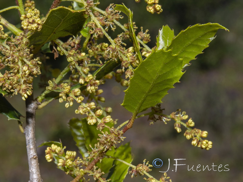 Quercus faginea faginea.20