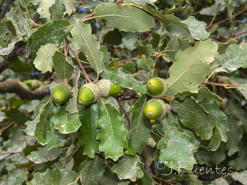 Quercus faginea faginea.21