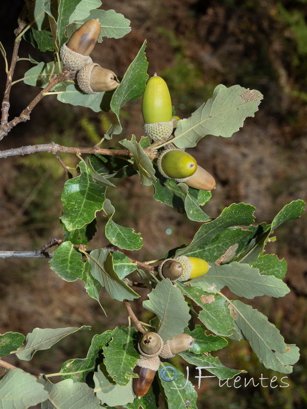 Quercus faginea faginea.22