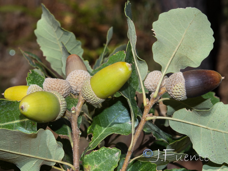 Quercus faginea faginea.23