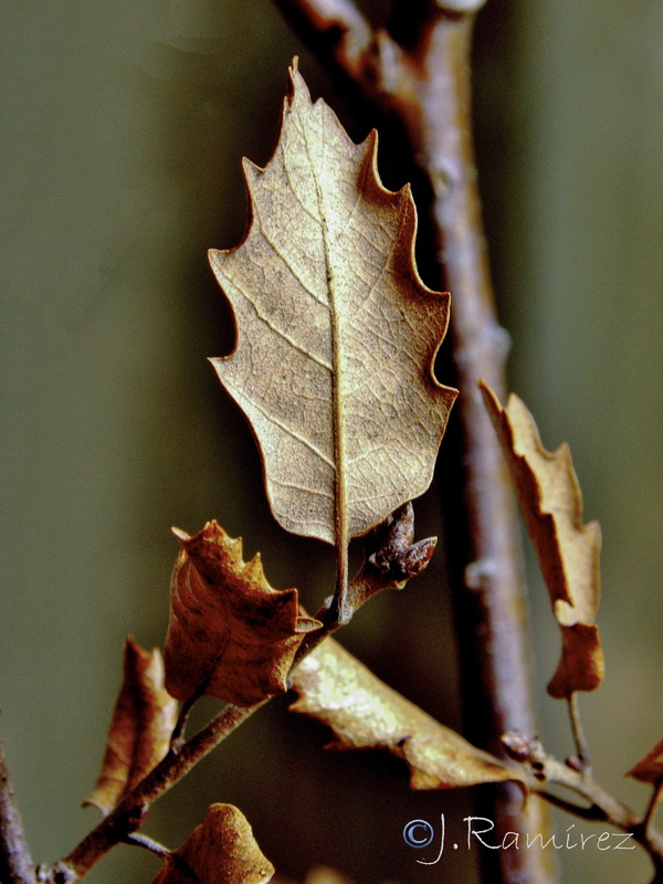 Quercus faginea faginea.24