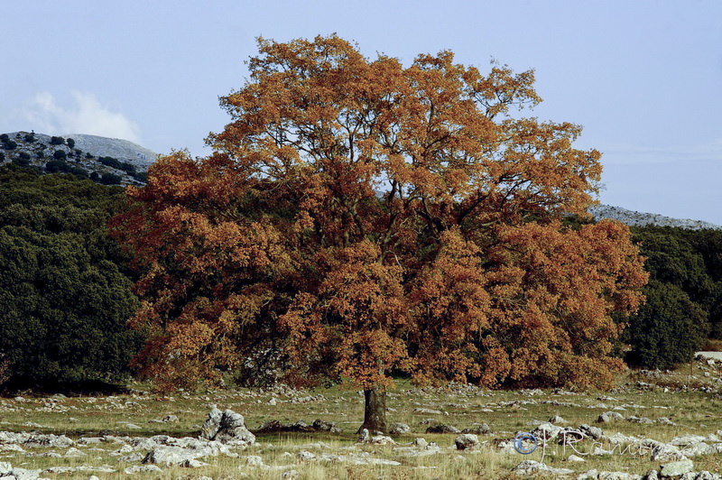 Quercus faginea faginea.25