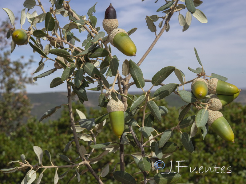 Quercus ilex.01