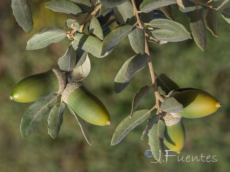 Quercus ilex.05