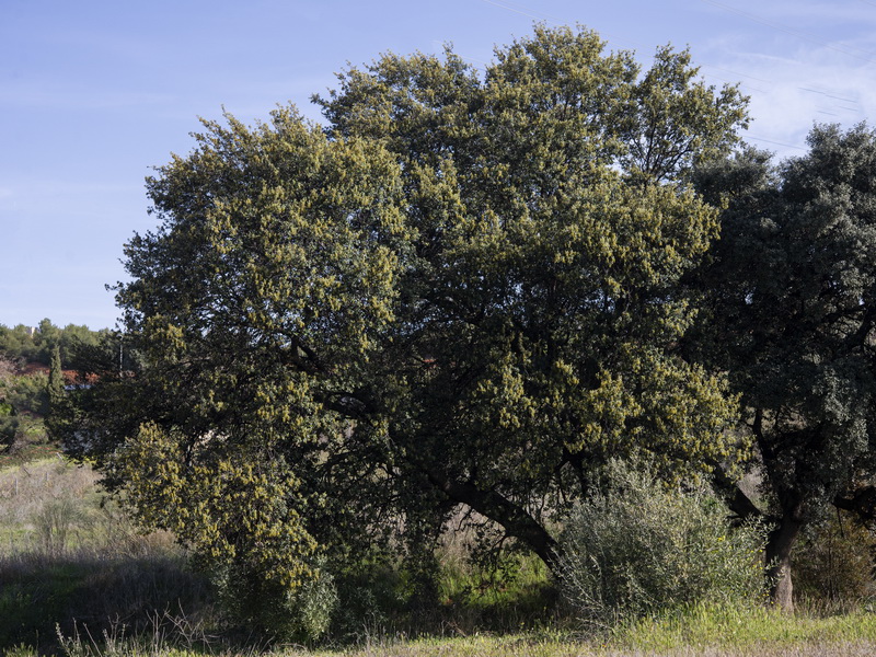 Quercus ilex.18