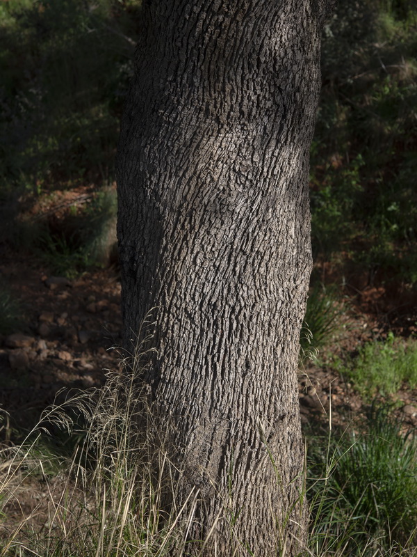 Quercus ilex.19