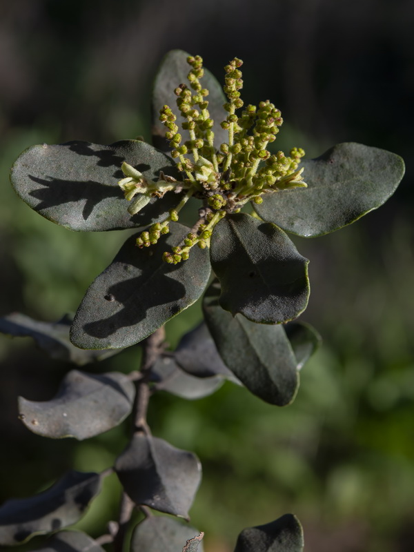 Quercus ilex.20