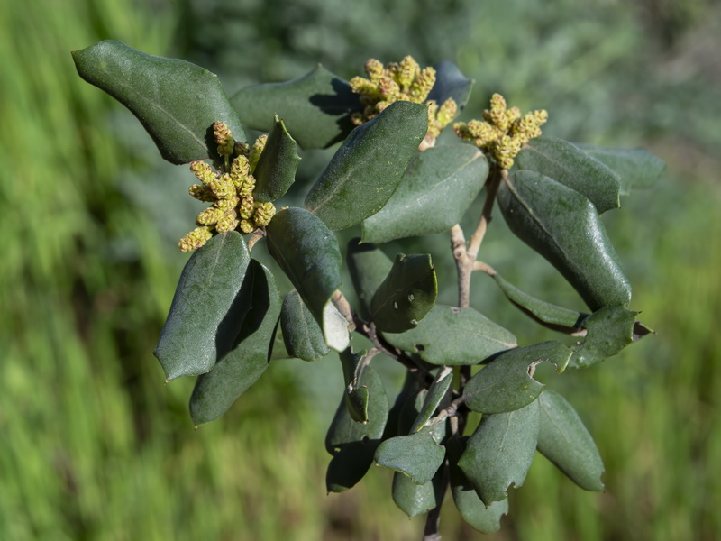 Quercus ilex.21