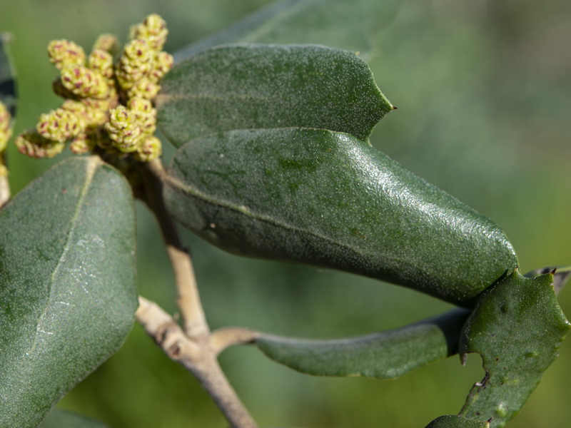 Quercus ilex.22