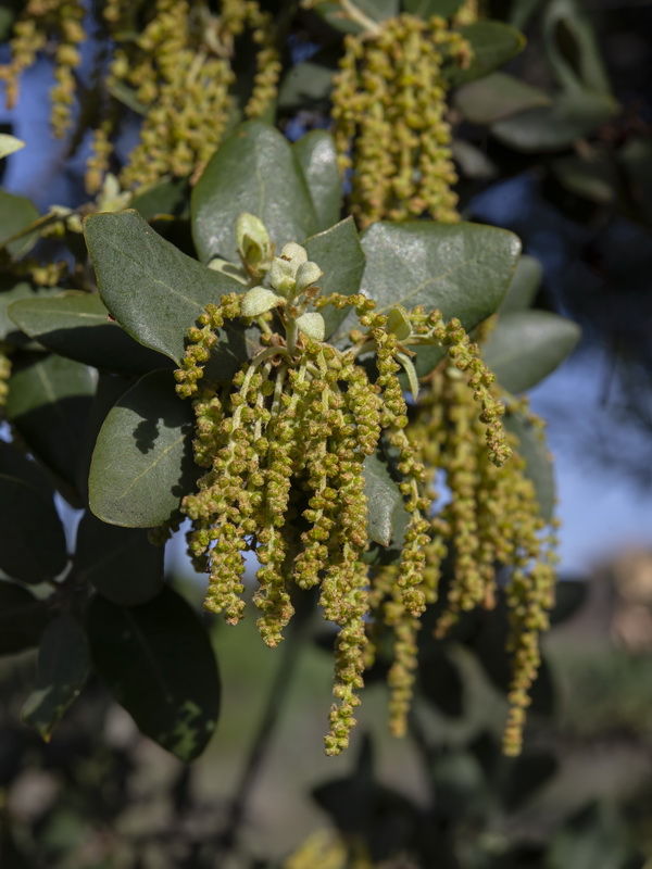 Quercus ilex.25