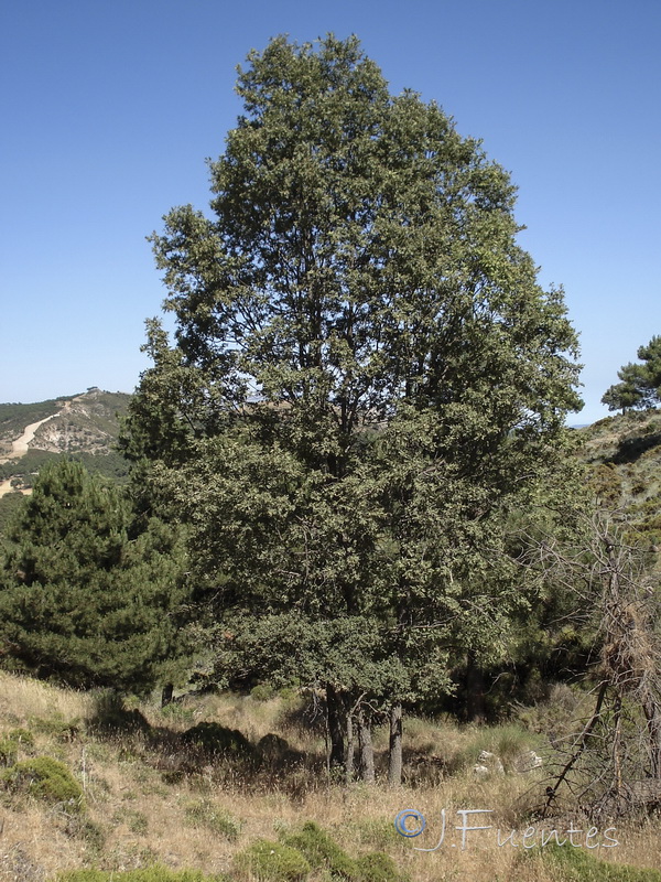 Quercus pyrenaica.03