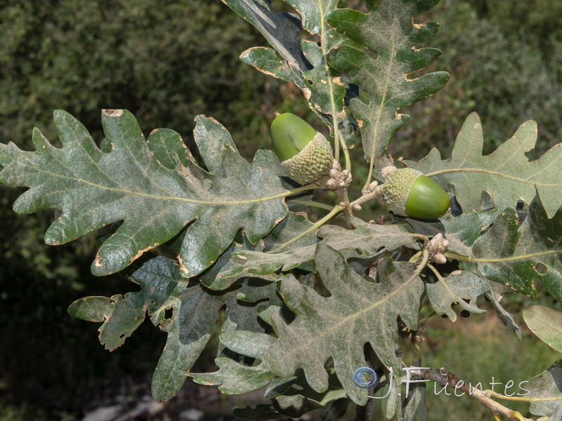 Quercus pyrenaica.07