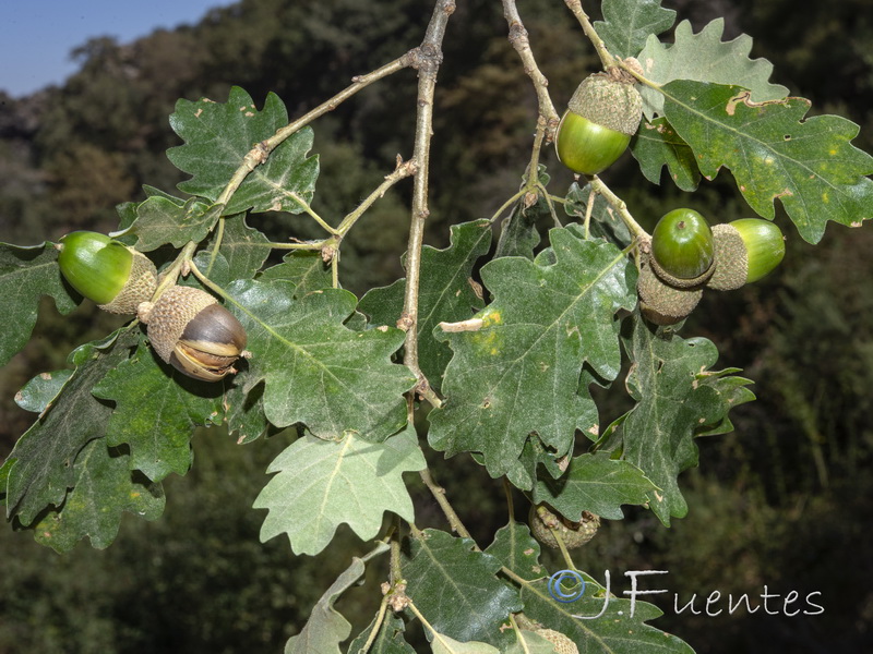 Quercus pyrenaica.08