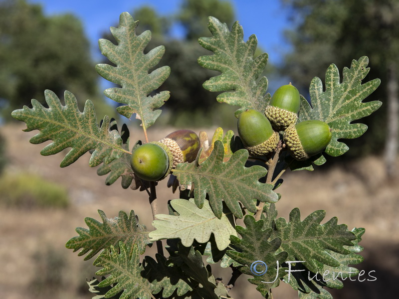 Quercus pyrenaica.09