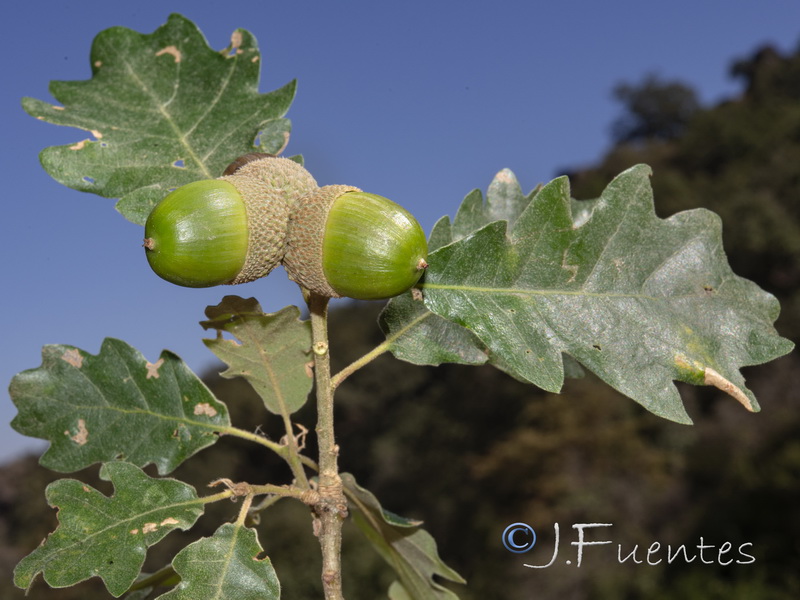 Quercus pyrenaica.10