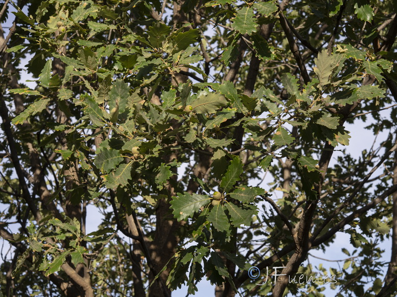 Quercus pyrenaica.04
