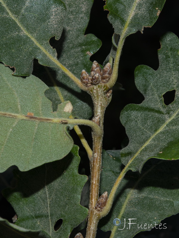 Quercus pyrenaica.14