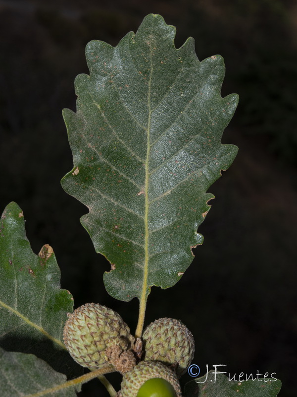 Quercus pyrenaica.15
