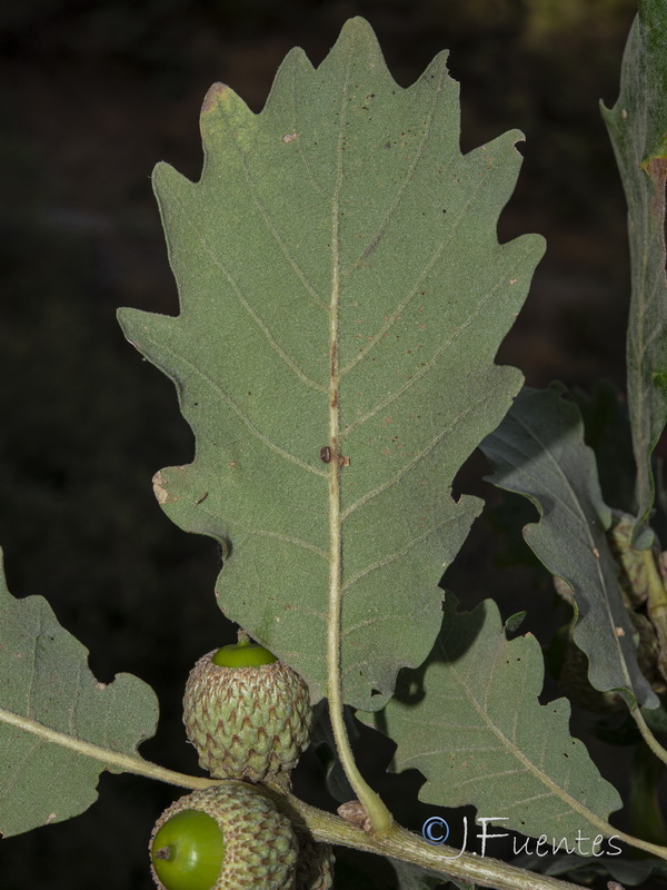 Quercus pyrenaica.16