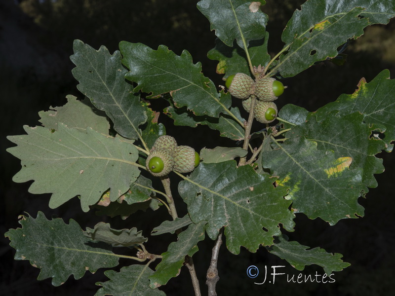Quercus pyrenaica.07