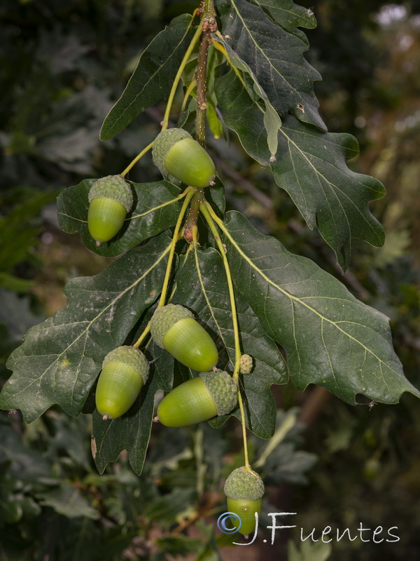 Quercus robur.04