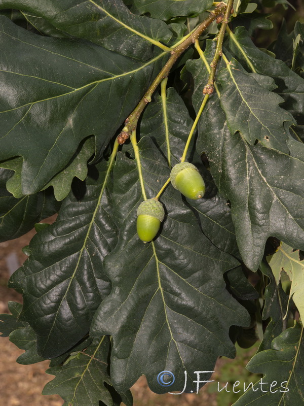 Quercus robur.05