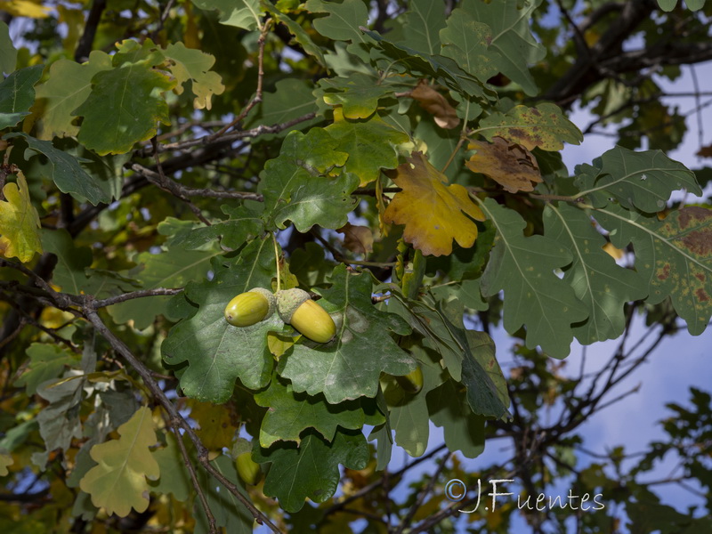Quercus robur.06