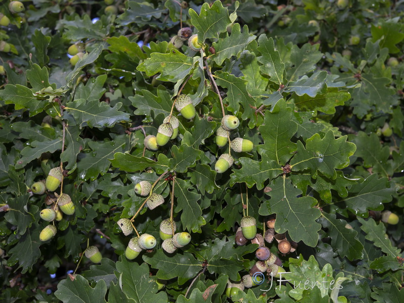 Quercus robur.08